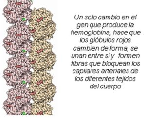 Infogen | ANEMIA DREPANOCÍTICA O ENFERMEDAD DE LAS CÉLULAS ...